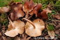 Marasmiellus luxurians-amf2009